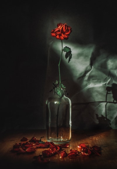 花瓶里的红玫瑰
